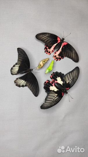 Куколки бабочек оптом
