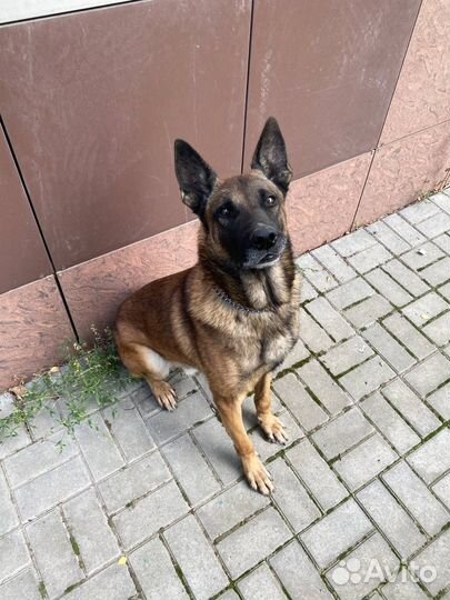 Услуги кинолога