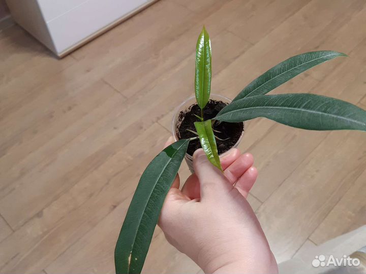 Фикус али амстел кинг
