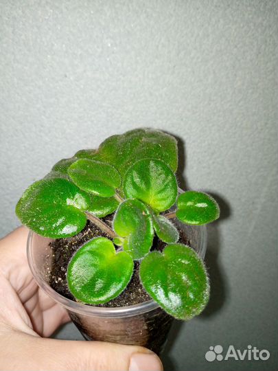 Цветы комнатные