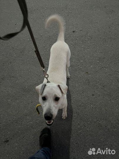 Собака в добрые руки