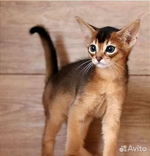 Абиссинские котята