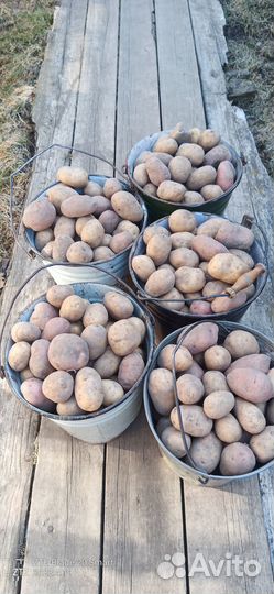 Картофель домашний урожай 2023