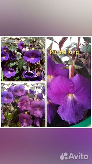 Ризомы ахименесов