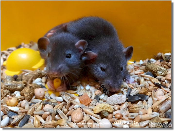Крысы. Крысята (черные) Дамбо