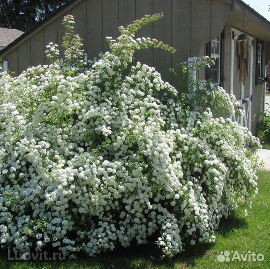 Жасмин (чубушник) махровый Снежная буря