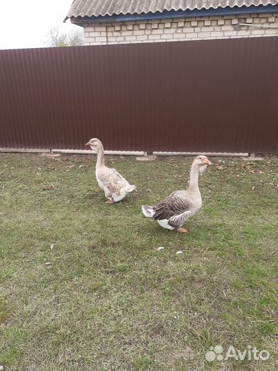 Холмогорские гуси