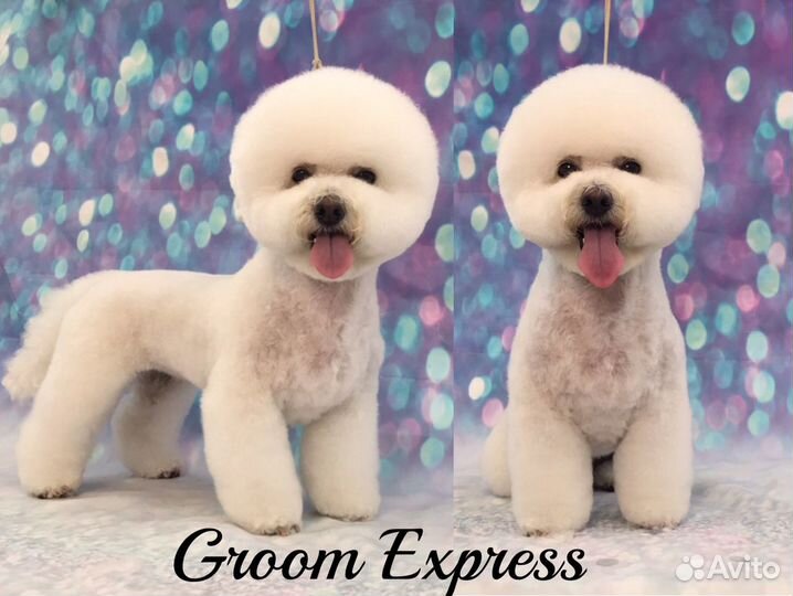 Стрижка собак, тримминг, УЗ. чистка зубов