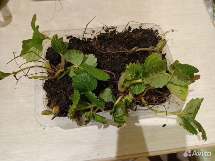 Вкуснейшая рассада клубники