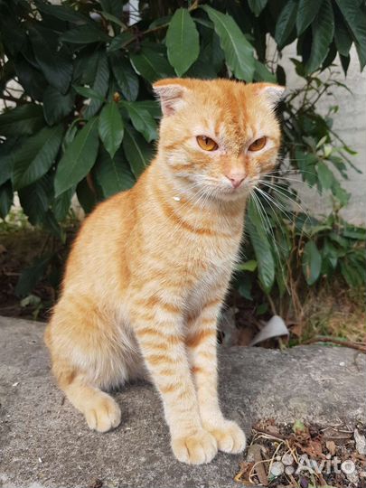 Котик шотланский вислоухий в дар