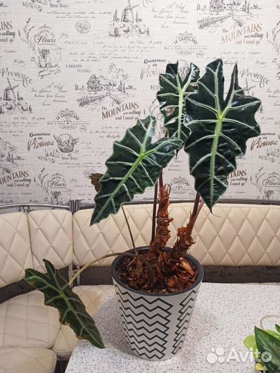 Комнатные растения часть 3