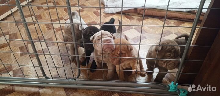 Щенки шарпей