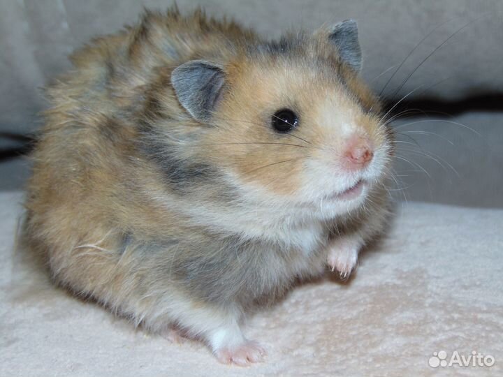 Сирийские хомяки из питомника Сириус