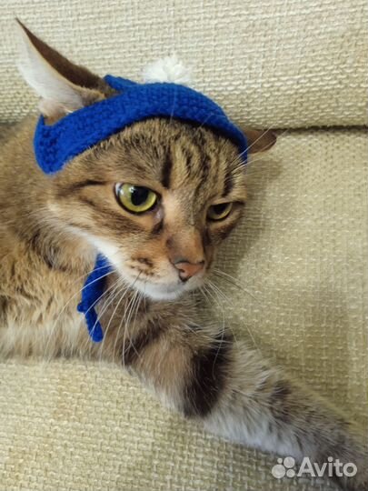 Шапочка для кота