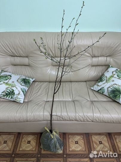 Саженцы Вишни