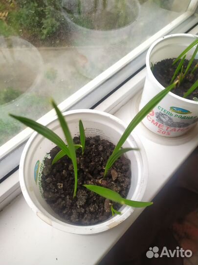 Финиковая пальма(ростки)