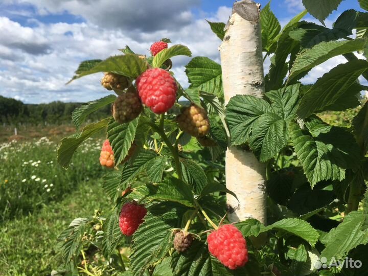 Малина свежая сегодняшняя с доставкой
