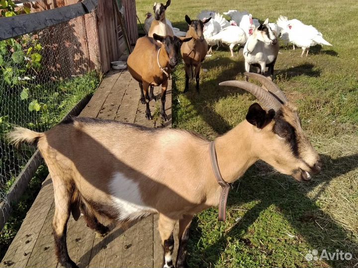 Дойные альпийские козы