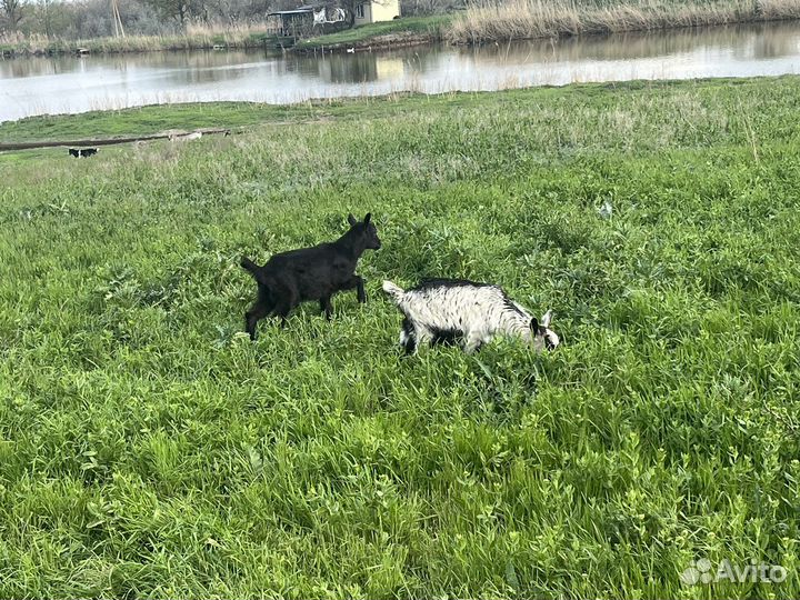 Баран козлята