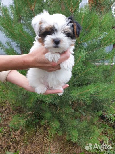 Бивер терьер