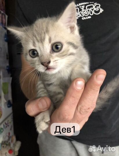 Британские котята короткошерстные