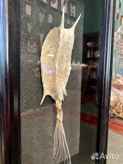 Рыба кузовок (скелет)