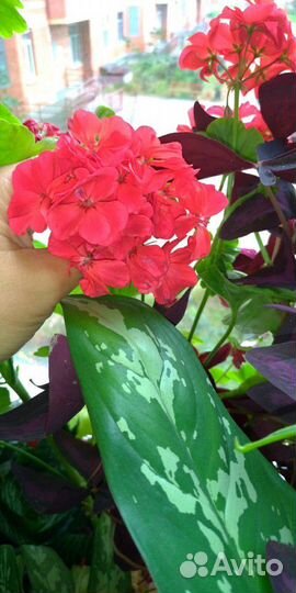Пеларгония герань