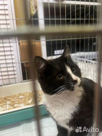 Кошечка в добрые руки