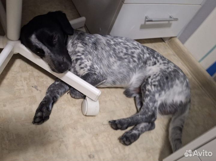 Пёс, полтора года, ищет девочку