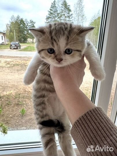 Британские котята