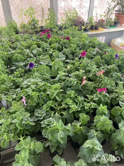 Цветы петунии, глоксинии