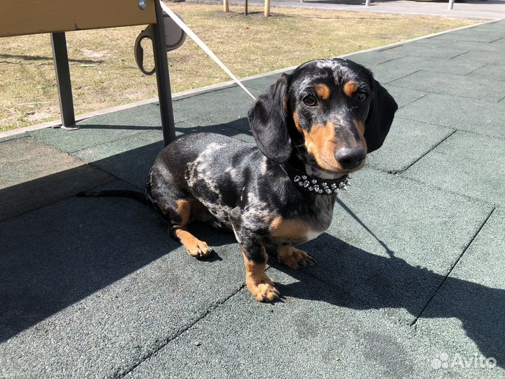 Такса вязка