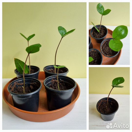 Замиокулькас