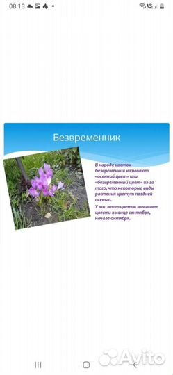 Нарцисс/Безвременник