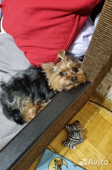 Вязка мини йорк