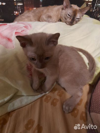 Бурманский котёнок