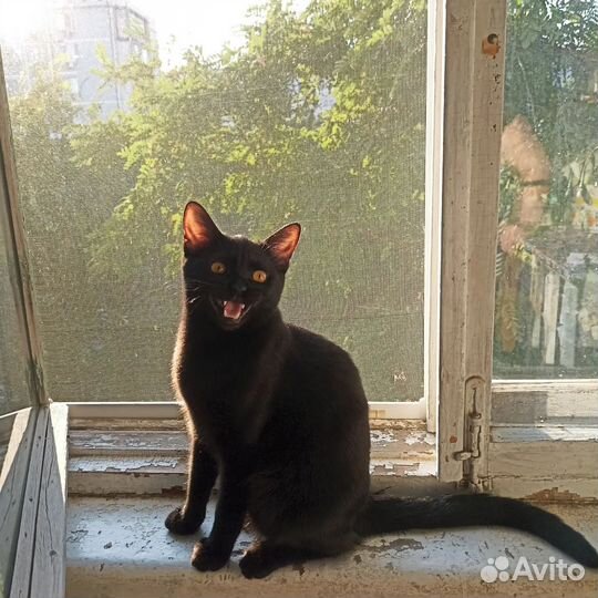 Отдам кота в добрые руки