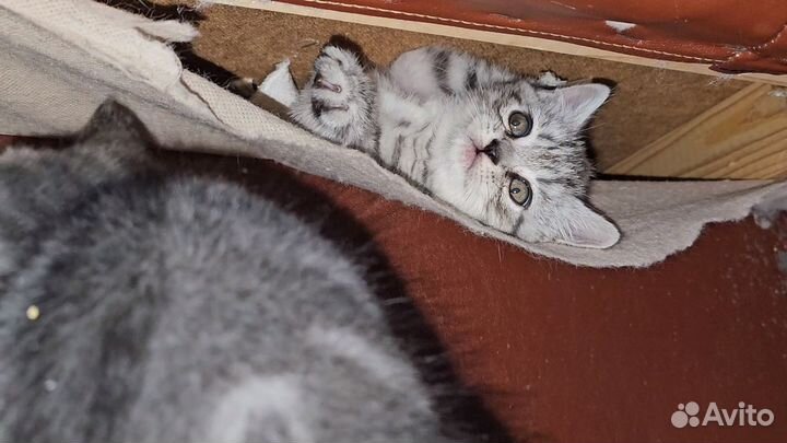 Шотландская кошка
