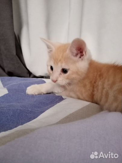 Рыжий котенок