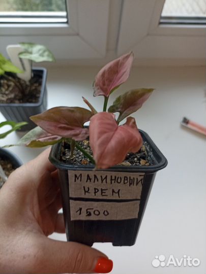 Комнатные цветы