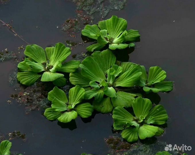 Верхоплавающие и грунтовые аквариумные растения