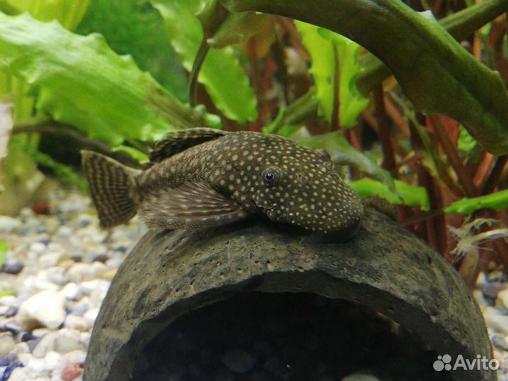 Сом анциструс