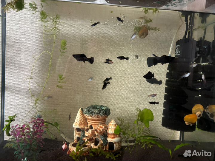 Аквариумные рыбки молинезии