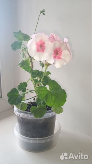 Герань пеларгония розовая сортовая