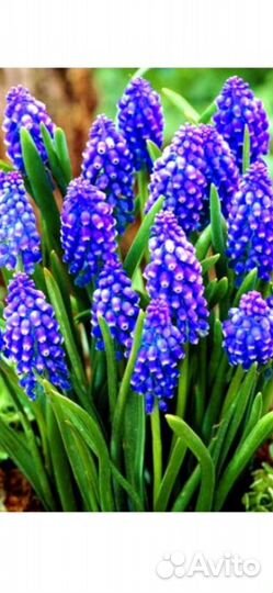 Цветы многолетние ирис тюльпан мускари нарцисс роз