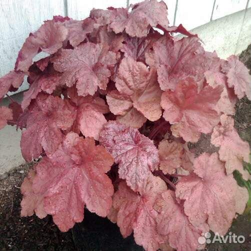 Многолетние растения. Гейхеры