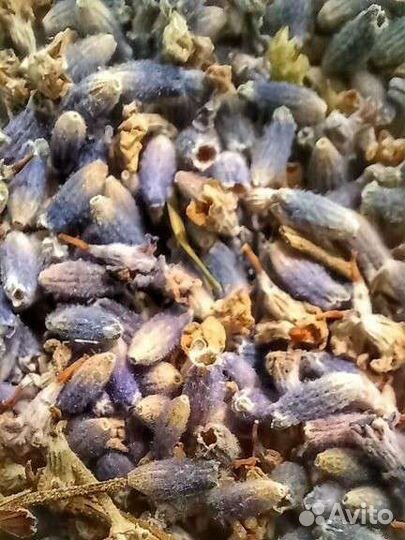 Лаванда цвет россыпью