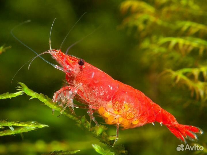 Креветка Вишня красная 1-2см