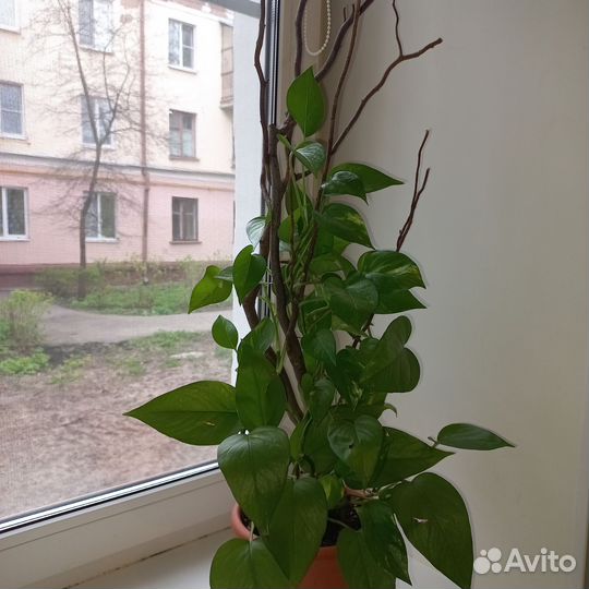 Фикус Тинеке, Диффинбахия, хатиора, бегония, Юкка