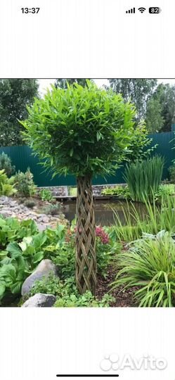 Ива плетенная